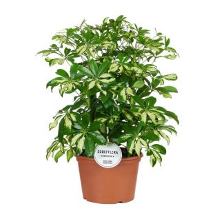 Paraplu plant, Bont Blad, Kleur Groen/Geel, Vingerboom, Schefflera Gerda - Ø21cm - ↕55cm