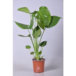 De Gatenplant, Groene Kamerplant, Tropisch, Monstera Deliciosa - Ø14cm - ↕55cm