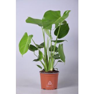 De Gatenplant, Groene Kamerplant, Tropisch, Monstera Deliciosa - Ø17cm - ↕60cm