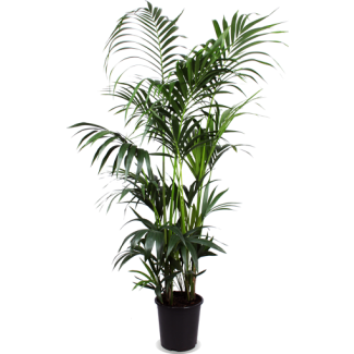 Exotische Oase: Kentia Palm - Elegant en Luchtzuiverend - Ø27cm - hoogte: 160cm