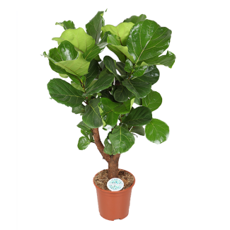 Vioolbladplant Ficus Lyrata (Vertakt) - Ø27cm - ↕140cm