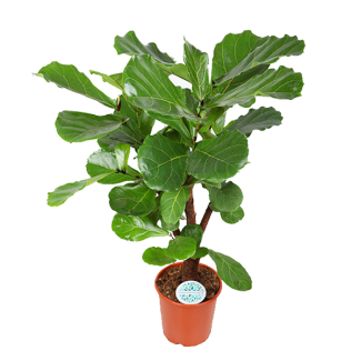 Vioolbladplant Ficus Lyrata (Vertakt) - Ø27cm - ↕110cm