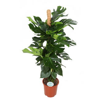 Weelderige Gatenplant Monstera Deliciosa met Mosstok - Tropische Blikvanger - Ø27cm, 150cm Hoog