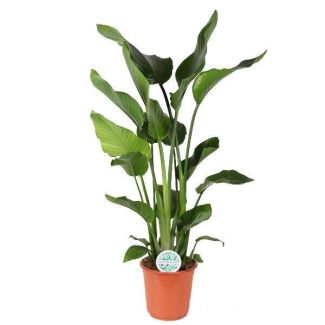 Weelderige Paradijsvogelplant Strelitzia Nicolai - Ø24cm - 120cm Hoog