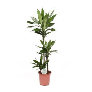 Drakenbloedboom Dracaena Janet Lindt - Ø24cm - ↕120cm - Stijlvolle Luchtzuiveraar