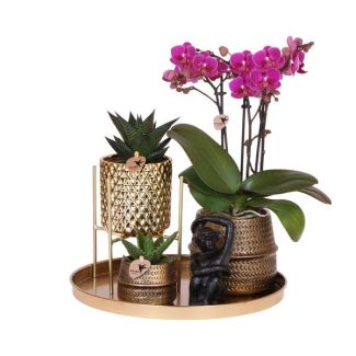 Stijlvolle Groen Cadeauset | Paarse Orchidee en Succulenten in Design Keramieken Potten