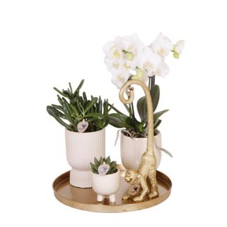 Kado Tip! Planten Set  Luxury Living,Sneeuwwitte Orchidee  Ø9cm, Groene Succulent Ø6cm, Decoratief Ornament, Travertine Potten,  Dienblad