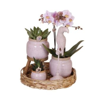 Kado Tip! Planten Set Romantic,Roze Orchidee Ø9cm, Groene Succulent Ø6cm, Decoratief Ornament, Keramieken Sierpotten, Hyacint Geweven Dienblad