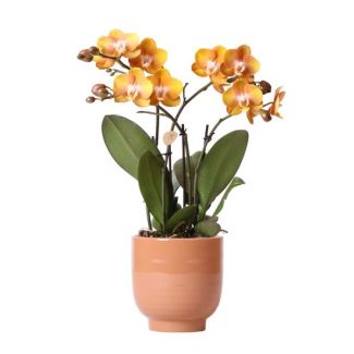 Mooie Vlinder Orchidee Las Vegas, Kleur Oranje, KadoTip, Glanzend Sierpot Kleur Cognac, Potmaat Ø12cm ,bloeiende kamerplant