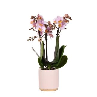 Betoverende Roze Phalaenopsis Orchidee Andorra met Gold Foot Sierpot - Ø9cm, 35cm Hoog | Bloeiende Kamerplant in Stijlvolle Bloempot - Vers van de Kweker