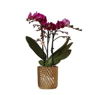 Mooie Vlinder Orchidee Morelia, Kleur Paars, KadoTip, Diamond Sierpot Kleur Goud, Potmaat Ø9cm ,bloeiende kamerplant