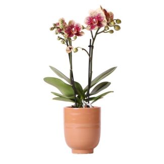 Mooie Vlinder Orchidee Spain, Kleur Geel/Rood, KadoTip, Glanzend Sierpot Cognac, Potmaat Ø9cm ,bloeiende kamerplant