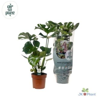 2 x Gatenplant, Groene Kamerplant, Tropisch, Monstera Deliciosa - Ø17cm - ↕55cm