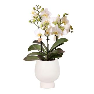 Mooie Vlinder Orchidee Lausanne, Kleur Wit, KadoTip, Scandic Sierpot Kleur Wit, Potmaat Ø9cm ,bloeiende kamerplant