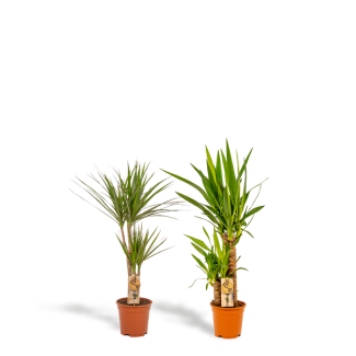 Tropische Kamerplanten Set: Drakenbloedboom (Dracaena Marginata) & Palmlelie (Yucca Elephantipes) - Exotische Blikvangers voor Elk Interieur