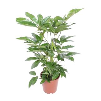 Parasolboom,Vingerboom, Elegante Plant, Groene kamerplant, Schefflera Actinophylla Amate - Ø24cm - ↕100cm