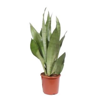 Vrouwentong, Zilverkleurig Blad, Sansevieria Moonshine - Ø17cm - ↕60cm