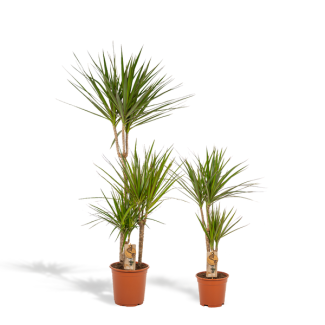 Drakenbloedboom Set - Dracaena Marginata - Hoogte 120 cm en 70 cm - Potmaten Ø21 cm en Ø17 cm