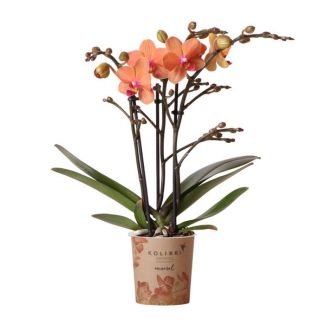 Mooie Vlinder Orchidee Mineral Bolzano, Kleur Oranje, KadoTip, potmaat Ø9cm ,bloeiende kamerplant