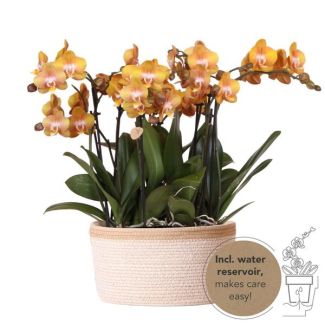 Echte Blikvanger, Oranje Orchideën Plantenset in Katoenen Mand, KadoTip, Vlinder Orchidee,