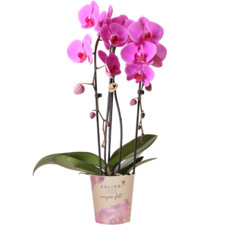 Mooie Vlinder Orchidee, Kleur Roze, KadoTip, Orchideën Niagara Fall,  potmaat Ø12cm ,bloeiende kamerplant