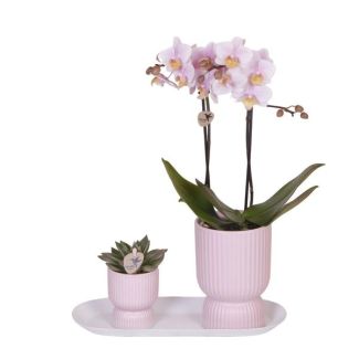 Kado-Tip! Kamerplantenset, Phalaenopsis Orchidee, Rhipsalis, op smal dienblad, Kleur Rose-Groen, Phalaenopsis  Orchids | Plantenset Floral Blush pink small|