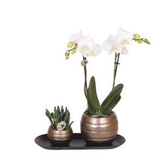 Kado-Tip!  Kamerplantenset, Orchidee Amabilis +Succulent op smalle dienblad, Kleur Wit-Groen,