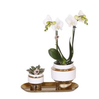Cadeau-Tip!  Kamerplantenset, Orchidee Amabilis +Succulent op smalle Gouden dienblad, Kleur Wit-Groen,