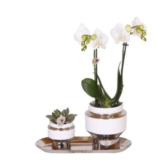 Cadeau-Tip!  Kamerplantenset, Orchidee Amabilis +Succulent op smalle Zilveren dienblad, Kleur Wit-Groen,