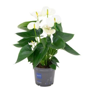 De Flamingoplant, De Liefdesbloem, Tropisch, Kleur Wit, Bloeiende Kamerplant,Anthurium White - Ø12cm - ↕43cm