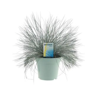 Siergras, Blauw  Zwenkgras, Festuca Glauca Intense Blue® - Ø17cm - ↕35cm