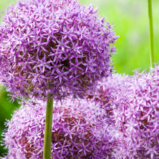 5 stuks Allium bollen, sierui - Globemaster - paarsachtig blauwe bloemen - bloembollen