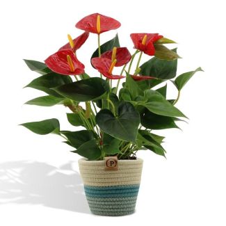 De Flamingoplant, De Liefdesbloem, incl. PURE mand, Tropisch, Kleur Rood, Bloeiende Kamerplant,Anthurium  Diamond Red incl. PURE mand - 45cm - Ø12