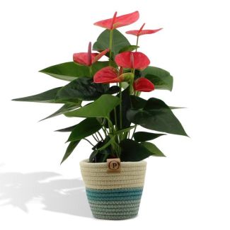 De Flamingoplant, De Liefdesbloem, Tropisch, Kleur Roze, Bloeiende Kamerplant,Anthurium Sweet Dream - Ø12cm - ↕36cm