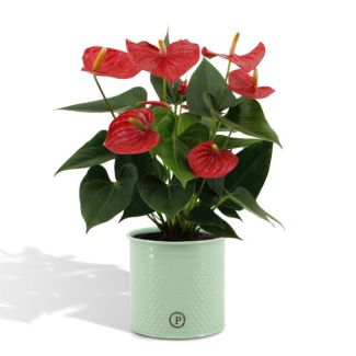 Flamingoplant Anthurium andreanum 'Esudo' incl. PURE Zinken Pot - 45cm - Ø12