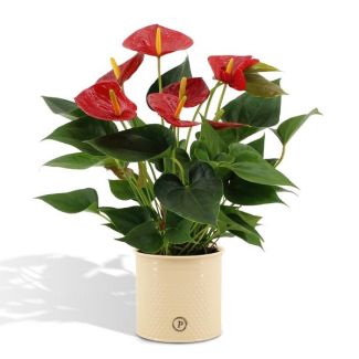 Flamingoplant Anthurium andreanum 'Diamond Red' incl. PURE Zinken Pot - 45cm - Ø12