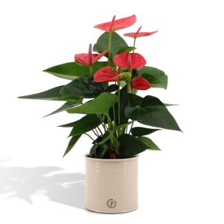 Flamingoplant Anthurium andreanum 'Sweet Dream' incl. PURE Zinken Pot - 45cm - Ø12