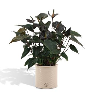 Flamingoplant Anthurium andreanum 'Black Love' incl. PURE Zinken Pot - 45cm - Ø12