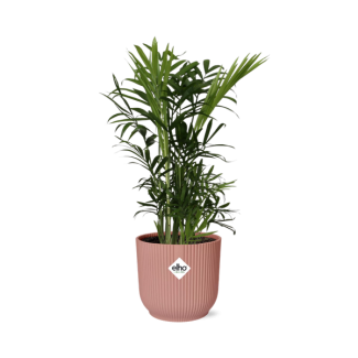 Mexicaanse Dwergpalm in Sierpot, Kamerplant, Palm, Chamaedorea Elegans in ELHO Vibes Fold 14cm roze,  Ø14cm - ↕40cm