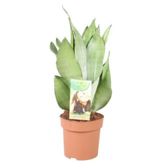 Vrouwentong, Zilverachtig Blad, Sansevieria Moonshine -  Ø14cm - ↕40cm