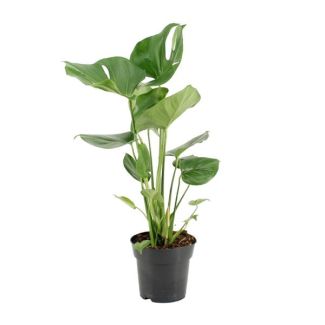 Gatenplant, Groene Kamerplant, Tropisch,  Monstera Deliciosa - Ø17cm - ↕60cm