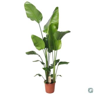 Witte Paradijsvogelplant, Tropische Groene Plant, Strelitzia Nicolai,  Ø21cm - ↕130cm