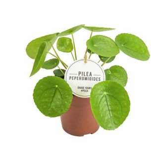2 Pannekoekenplanten mt hoogte van 20 cm - Pilea Peperomioides - Ø13cm