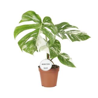 De Bonte Gatenplant, Groene Kamerplant, Tropisch, Monstera Deliciosa Variegata - Ø15cm - ↕45cm