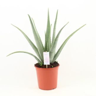 Aloe Vera,  Ø24cm - ↕70cm, Groene Plant,  Medicinale eigenschappen