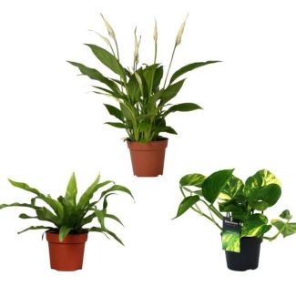 Luchtzuiverende kamerplanten mix - 3 groene planten met luchtzuiverende eigenschappen - ↕20/45cm