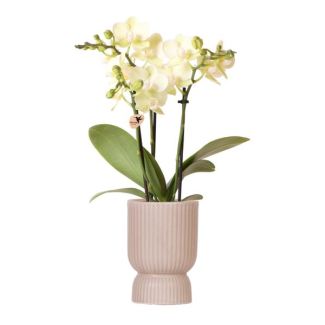 Vlinder Orchidee  Mexico , Kleur Geel, Pot Diabolo Sand, Bloeiende Kamerplant,  Phalaenopsis Orchideeën, Potmaat 09cm