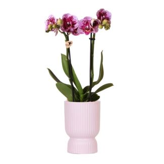 Vlinder Orchidee  El Salvador, KleurRoze/Paars, Pot Diabolo Roze, Bloeiende Kamerplant,  Phalaenopsis Orchideeën, Potmaat 09cm