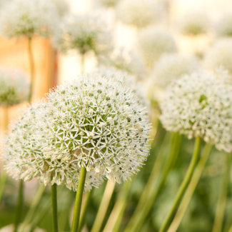 5 stuks -Allium bollen (Sieruien) - White Giant-  majestueuze witte bloemhoofden - bloembollen