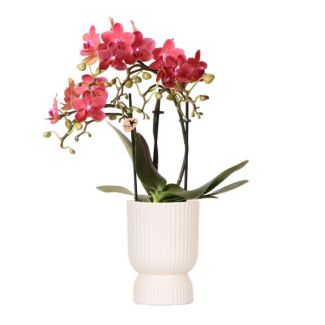 Vlinder Orchidee Congo, Kleur Rood, Pot Diabolo travertine, Bloeiende Kamerplant,  Phalaenopsis Orchideeën, Potmaat 09cm